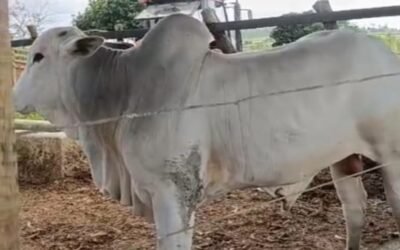 Animal de propriedade de Sivaldo foge durante embarque de bois na sexta-feira (16), entra no mato e segue desaparecido no povoado Barro Preto, em Riachão do Dantas